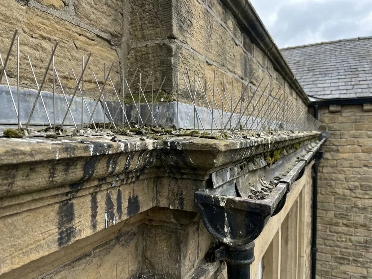 Bird proofing inspection around a Bradford commercial roofline