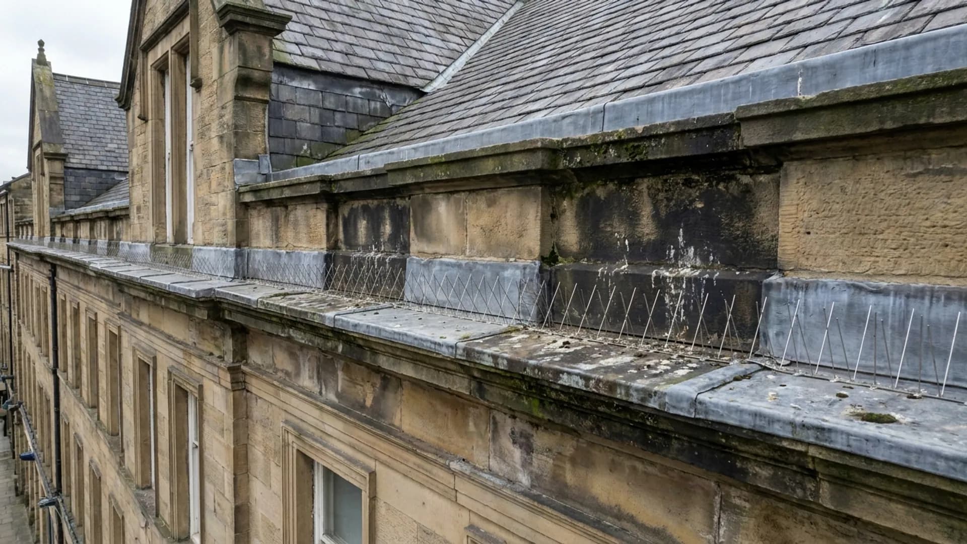 Bird proofing spikes and fouling marks on a Halifax roofline