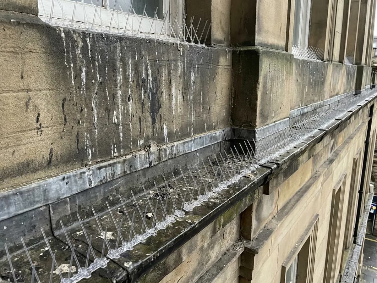 Bird fouling and ledge proofing checked during bird control in Leeds