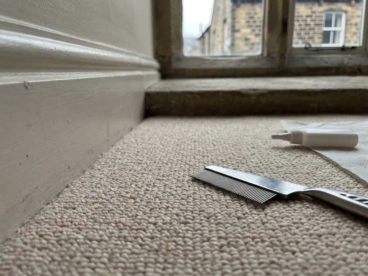 Carpet edge checked for flea activity during treatment planning in Ilkley