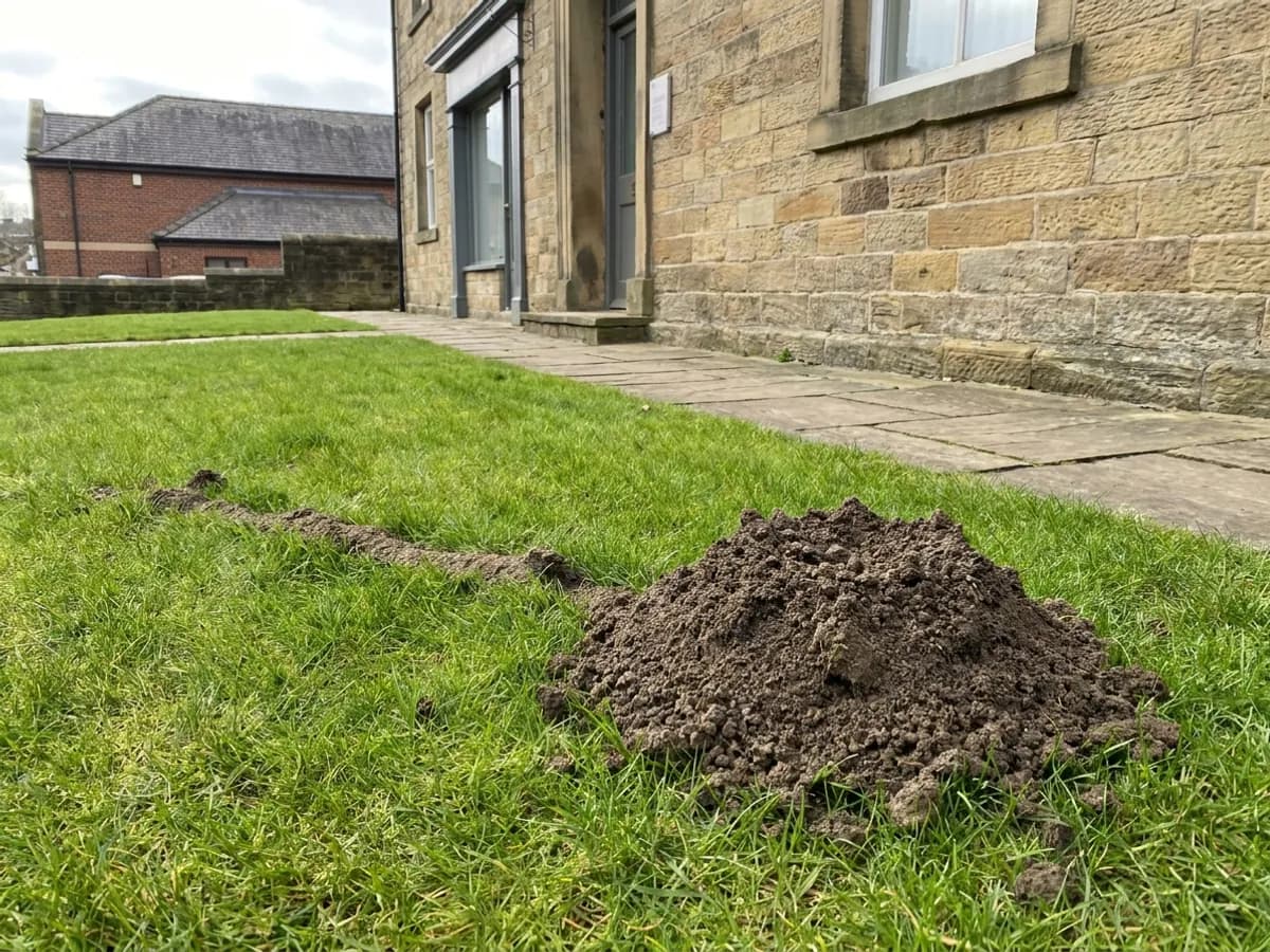 Mole control inspection across a Halifax garden