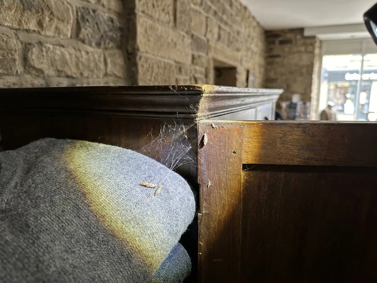 Textile moth webbing and fabric damage checked in Halifax