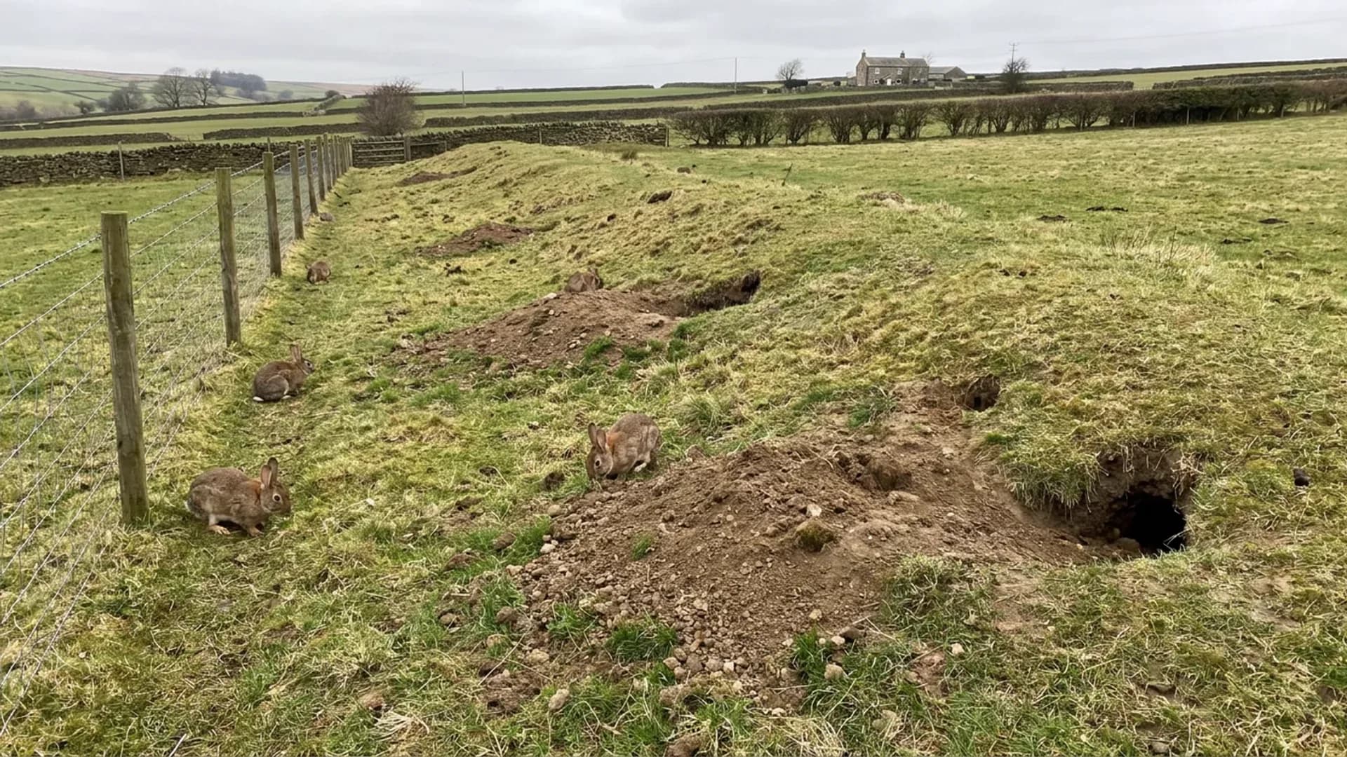 Rural-edge rabbit control pressure around fields and boundary fencing
