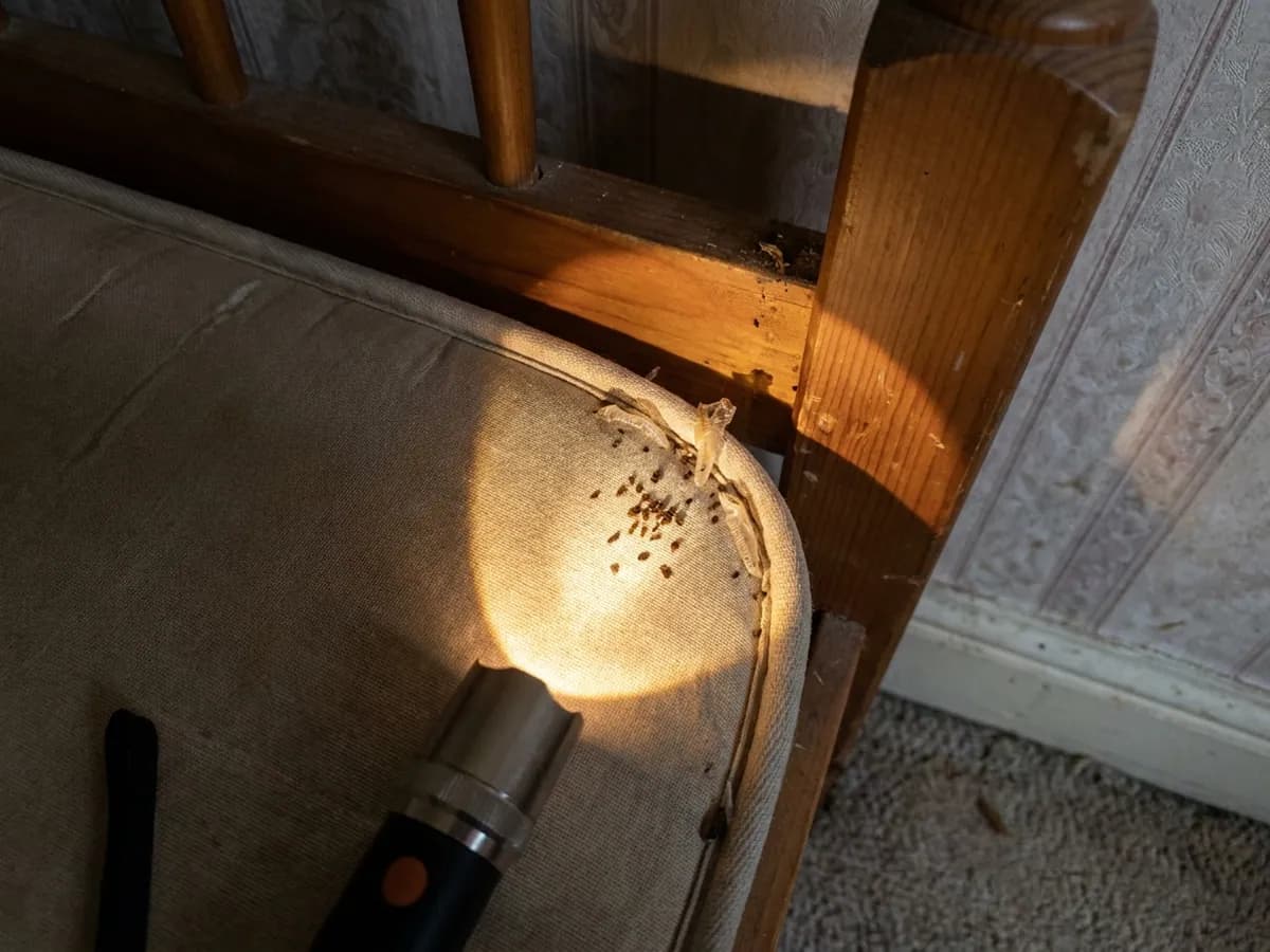 Bed Bug Control inspection image for Riddex Pest Control