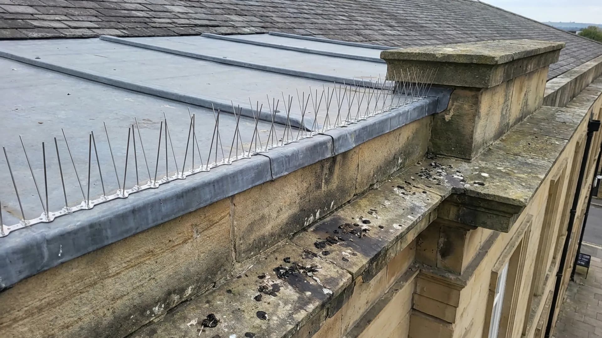 Bird Control service image for Riddex Pest Control