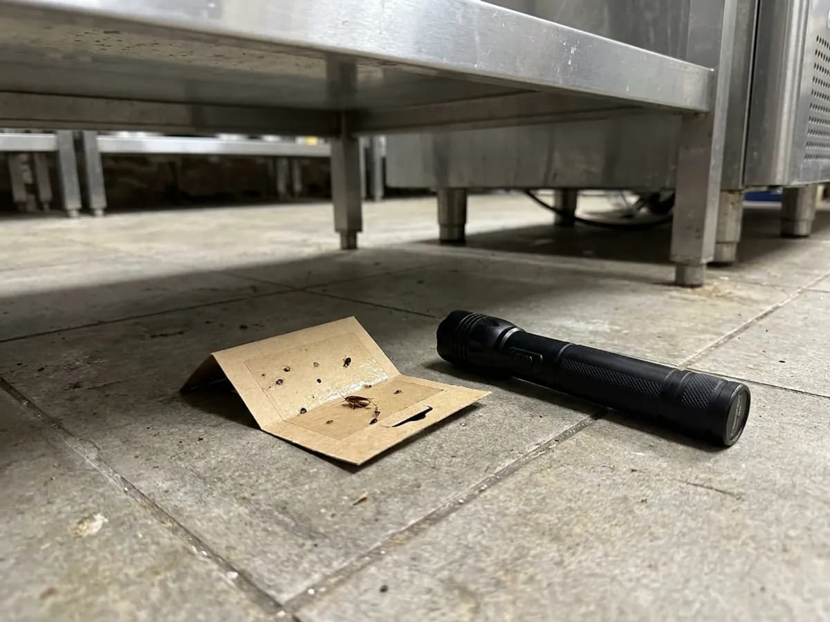 Cockroach monitoring trap checked under kitchen equipment in Halifax