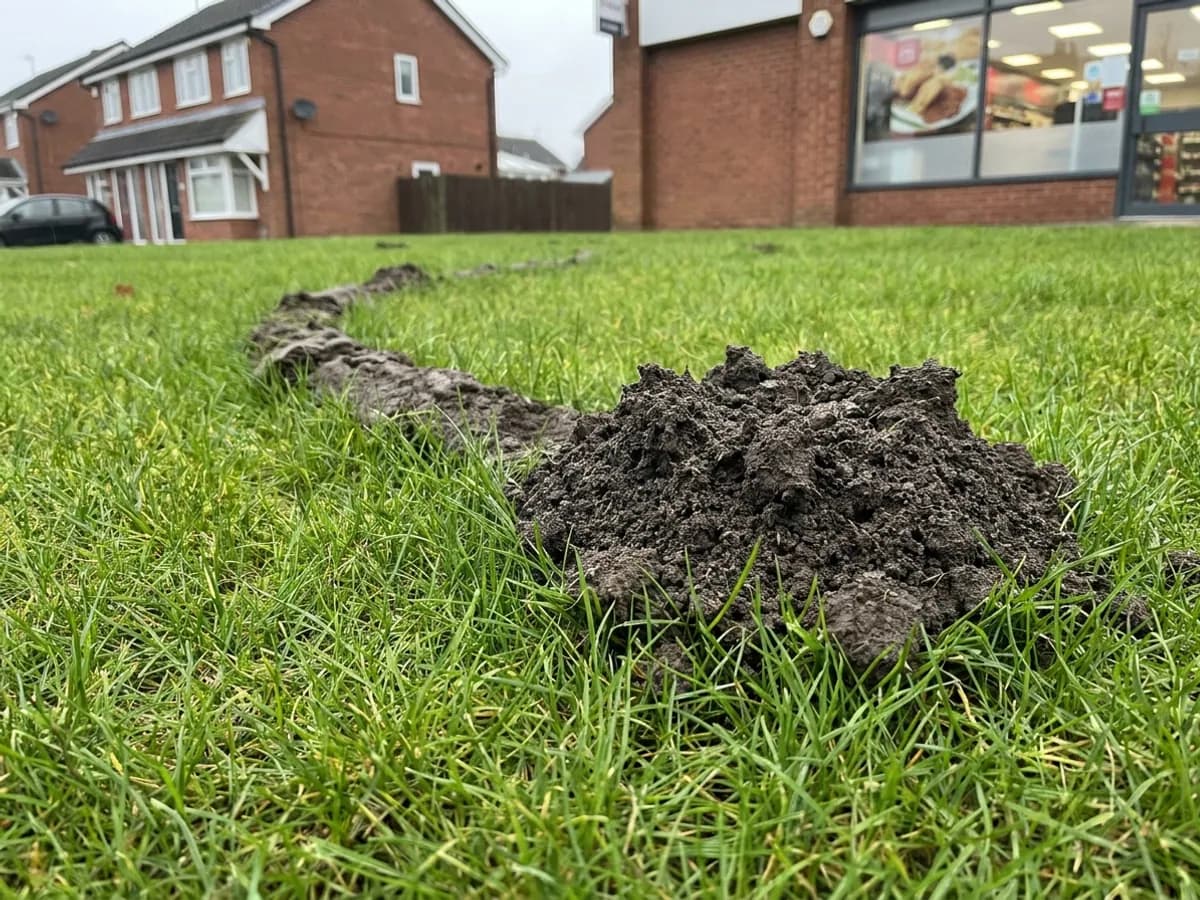 Mole tunnel activity checked across maintained ground in Leeds
