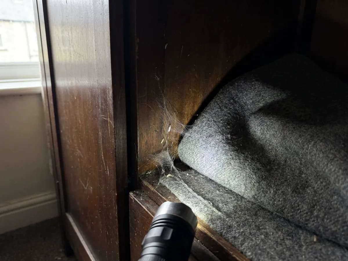 Moth Control inspection image for Riddex Pest Control