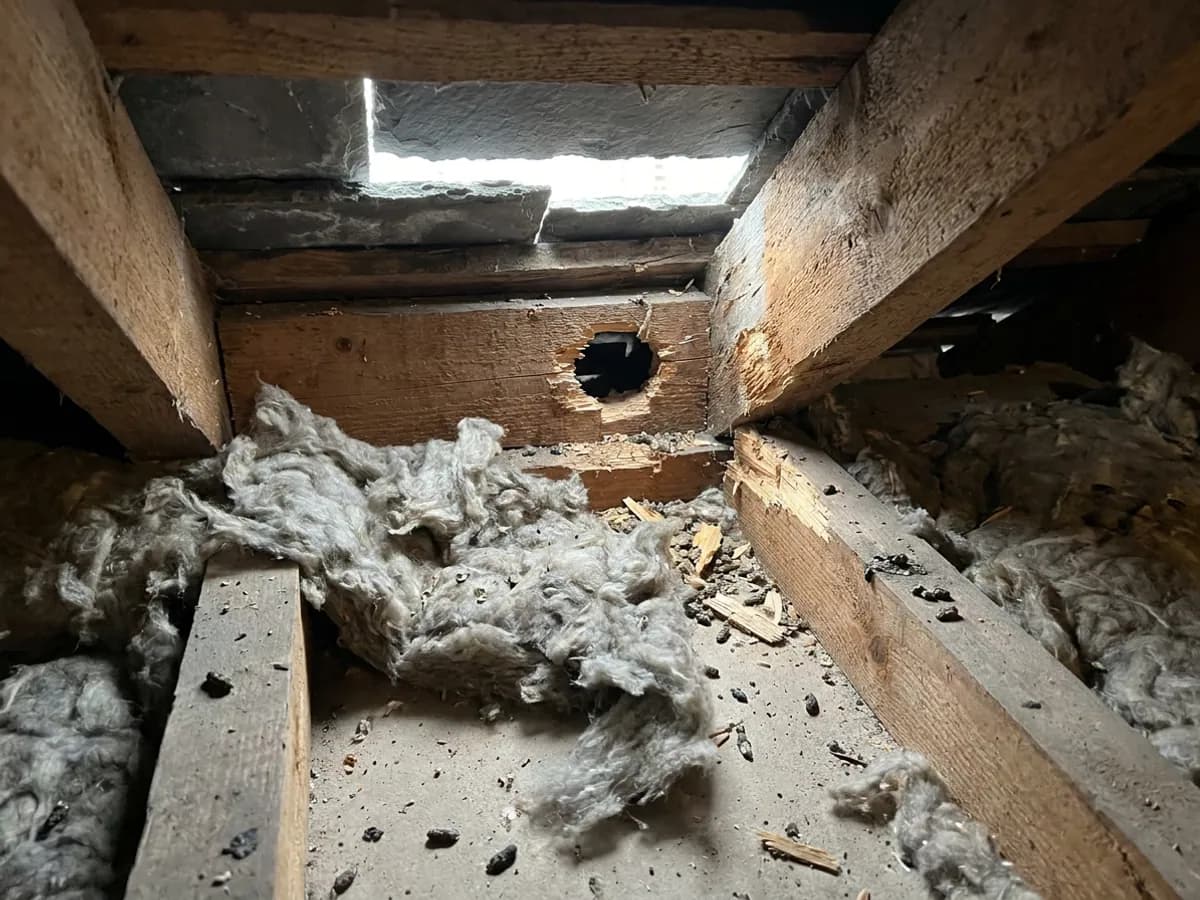 Squirrel Removal inspection image for Riddex Pest Control