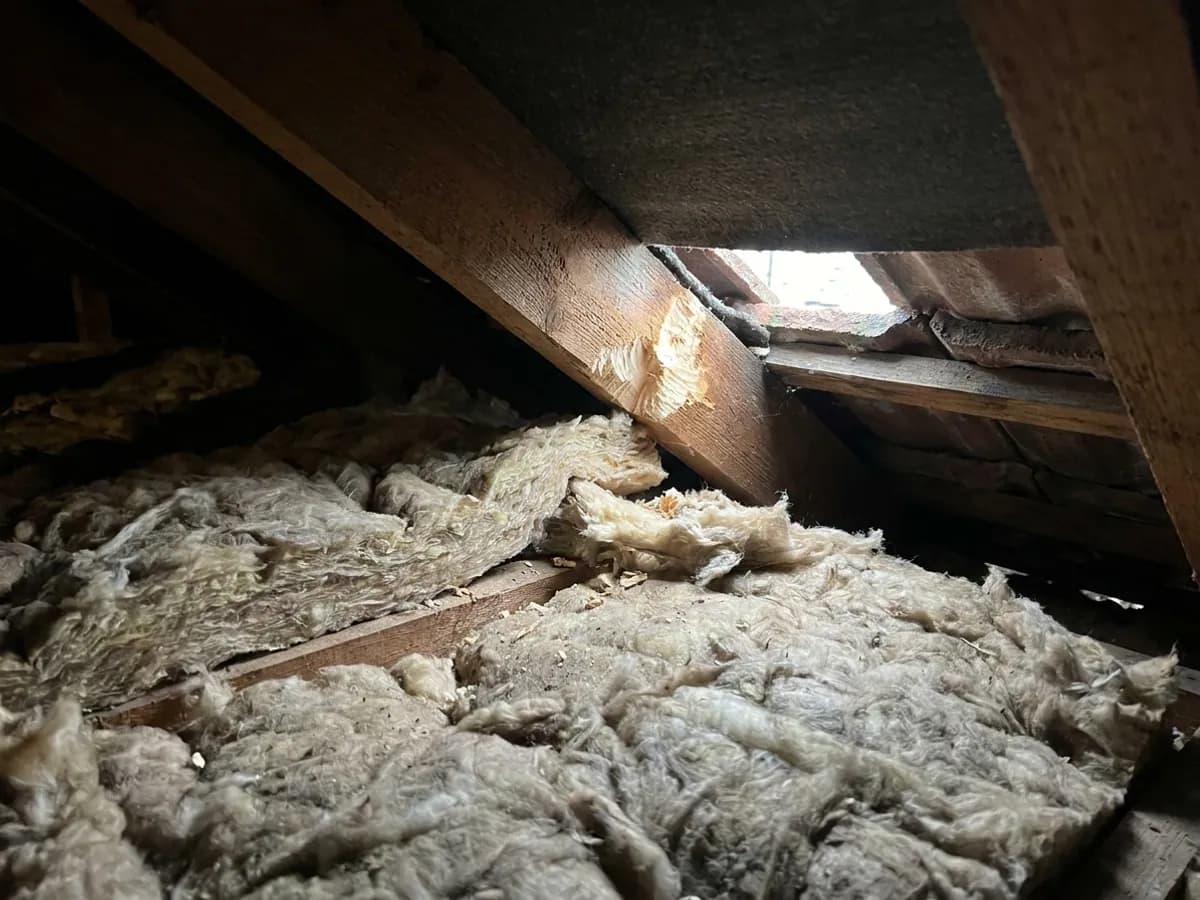 Loft insulation and roofline evidence inspected during squirrel removal in Leeds