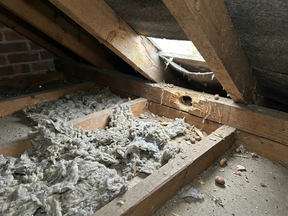 Loft insulation and roofline evidence inspected during squirrel removal in Otley